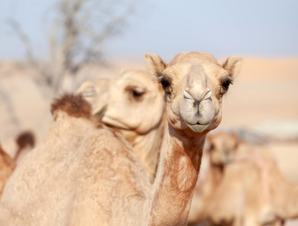 Kamel in der Wüste / Kamelhaardecken