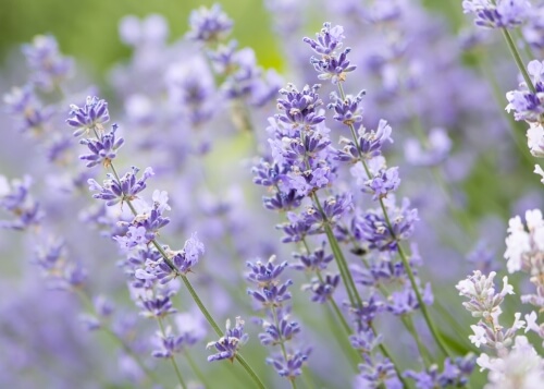 Lavendel-Pflanze