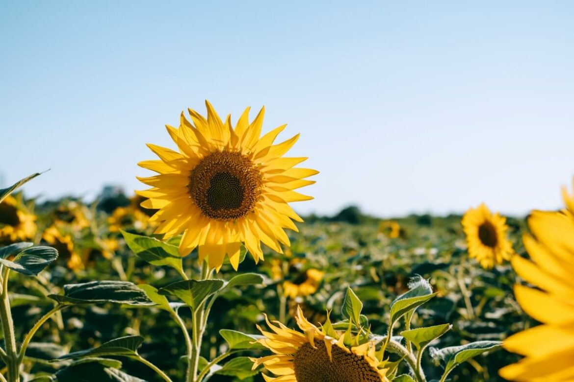 Sommerdecke - Sonnernblume auf Feld